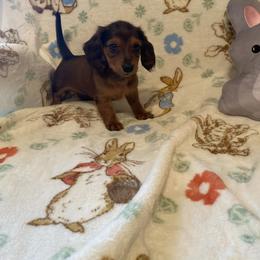 Lucky - Sable male Dachshund puppy in Springfield, Tennessee from Savannah’s Doxie Palace