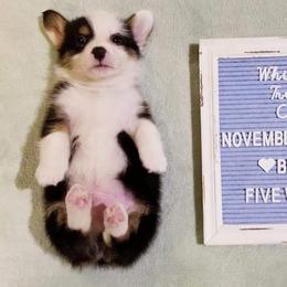 American Corgi and Pembroke Welsh Corgi Puppies from Whimsical Treasure Corgis