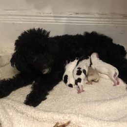 Poodle, Yorkipoo, and Yorkshire Terrier Puppies from Tuts Pups Cafe