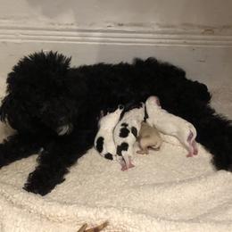 Poodle, Yorkipoo, and Yorkshire Terrier Puppies from Tuts Pups Cafe