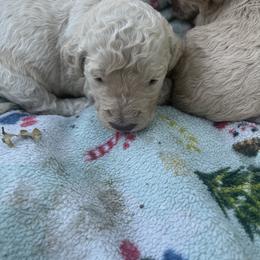 Aurora - Cream female Goldendoodle puppy in Cameron Park, California from Silkie Doodles