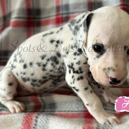 Pink Girl - White and black female Dalmatian puppy in Jacksonville, North Carolina from Spots and Dots Dalmatians