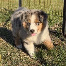 Silver Surfer - Blue merle male Miniature American Shepherd puppy in Thomasville, North Carolina from TaraFox Miniature American Shepherds