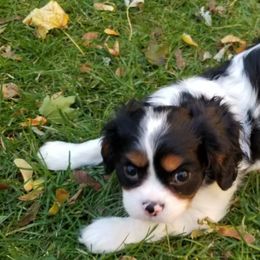 Cavalier King Charles Spaniels from Classic Cavalier Puppies