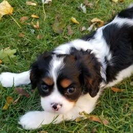 Cavalier King Charles Spaniels from Classic Cavalier Puppies