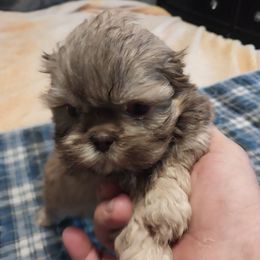 Boy 1 - Red and white male Shih Tzu puppy in Eastanollee, Georgia from G & J Shih Tzu