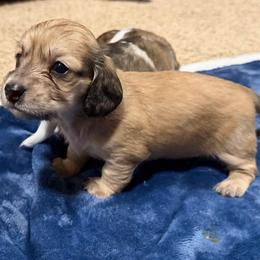Buttercup - Cream female Dachshund puppy in Ville Platte, Louisiana from Cajun Pawfection