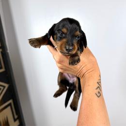 Black and tan girl - Black and tan female Dachshund puppy in Wilton, California from Ranch Raised Doxies