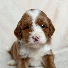 White - Caramel female Australian Labradoodle puppy in Auburn, Washington from West Valley Labradoodles