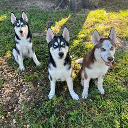 Siberian Husky puppies from Huffman's Husky House