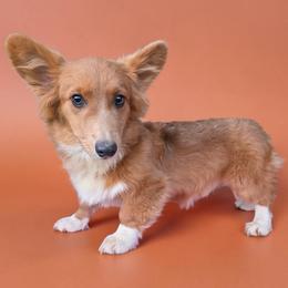 Red Bluie fluffy - Blue male Pembroke Welsh Corgi puppy in Unicoi, Tennessee from East Tennessee Clark Corgis