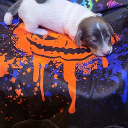 Dachshund Puppies from Dachsunds On The River