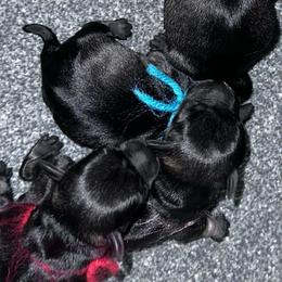 Turquoise girl - Salt and pepper female Miniature Schnauzer puppy in La Fayette, Georgia from Daniels Mini Schnauzers