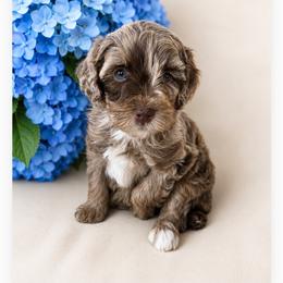Boy 1, Champ - Merle male Bernedoodle puppy in Delphos, Ohio from Route 66 Poodles & Doodles, Sapphire Shih-tzu's of Ohio