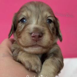 Alan - Dapple male Dachshund puppy in Chandler, Arizona from Vonaducci Doxies, LLC.