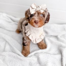 Mitt - Merle Bernedoodle puppy in Greencastle, Indiana from Willow & Co.