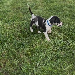 Blue H - Harlequin male Great Dane puppy in Missouri from Daniels Danes