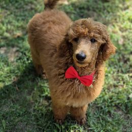 Red girl - Red  female Poodle puppy in Toms River, New Jersey from Bayview Poodles