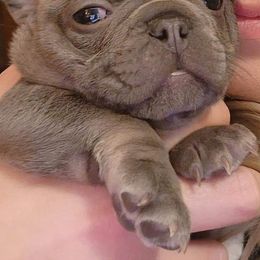 French Bulldog Puppies from Fair Oaks Frenchies