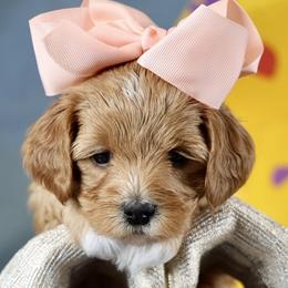 Hattie - Red female Cavapoo puppy in Murray, Utah from Good Looking Dogs