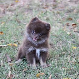 Cinder - Chocolate and tan female Pomeranian puppy in San Marcos, Texas from Hill Country Poms