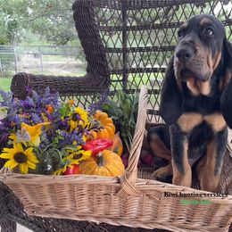 Boy 2 - Black and tan Bloodhound puppy in Vanderpool, Texas from Kiwi Hunting Services