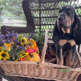 Boy 2 - Black and tan Bloodhound puppy in Vanderpool, Texas from Kiwi Hunting Services