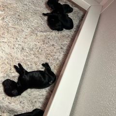 Boy 2 - Black Flat-Coated Retriever puppy in Rogers, Minnesota from Blixthalka Flat-Coated Retrievers