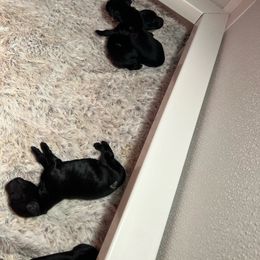 Boy 2 - Black Flat-Coated Retriever puppy in Rogers, Minnesota from Blixthalka Flat-Coated Retrievers