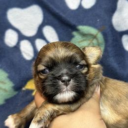 Ckc COMET - Brindle male Shih Tzu puppy in Roseville, Michigan from Diamond Paws LLC
