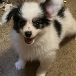 Boy 2 - White black and tan Papillon puppy in Meggett, South Carolina from Double D farm featuring Nova papillons