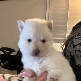 Girl 1 - White female Pomsky puppy in Sacramento, California from 916 Pomskies