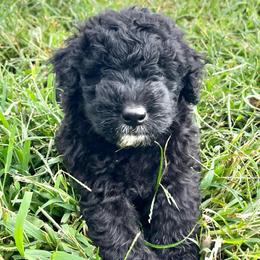 Mr Hamley - Black male Assorted Doodle Crosses puppy in Kansas City, Missouri from Beary GoldenDoodles