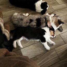 Cardigan Welsh Corgi Puppies from LoneStar Cardigan Welsh Corgis