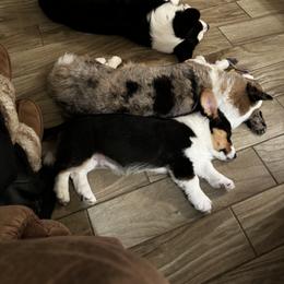 Cardigan Welsh Corgi Puppies from LoneStar Cardigan Welsh Corgis