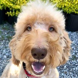 Mae - Goldendoodle