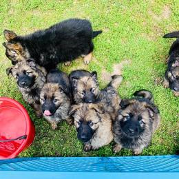 German Shepherd and Miniature American Shepherd Puppies from Bouchard’s Best Shepherds
