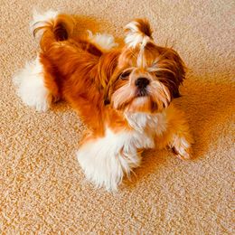 JoJo - Shih Tzu