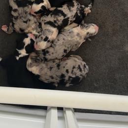Boy 1-Black Body with Blue Merle legs and small patches - Blue merle male Australian Shepherd puppy in Mayfield, Kentucky from Hamilton Farms