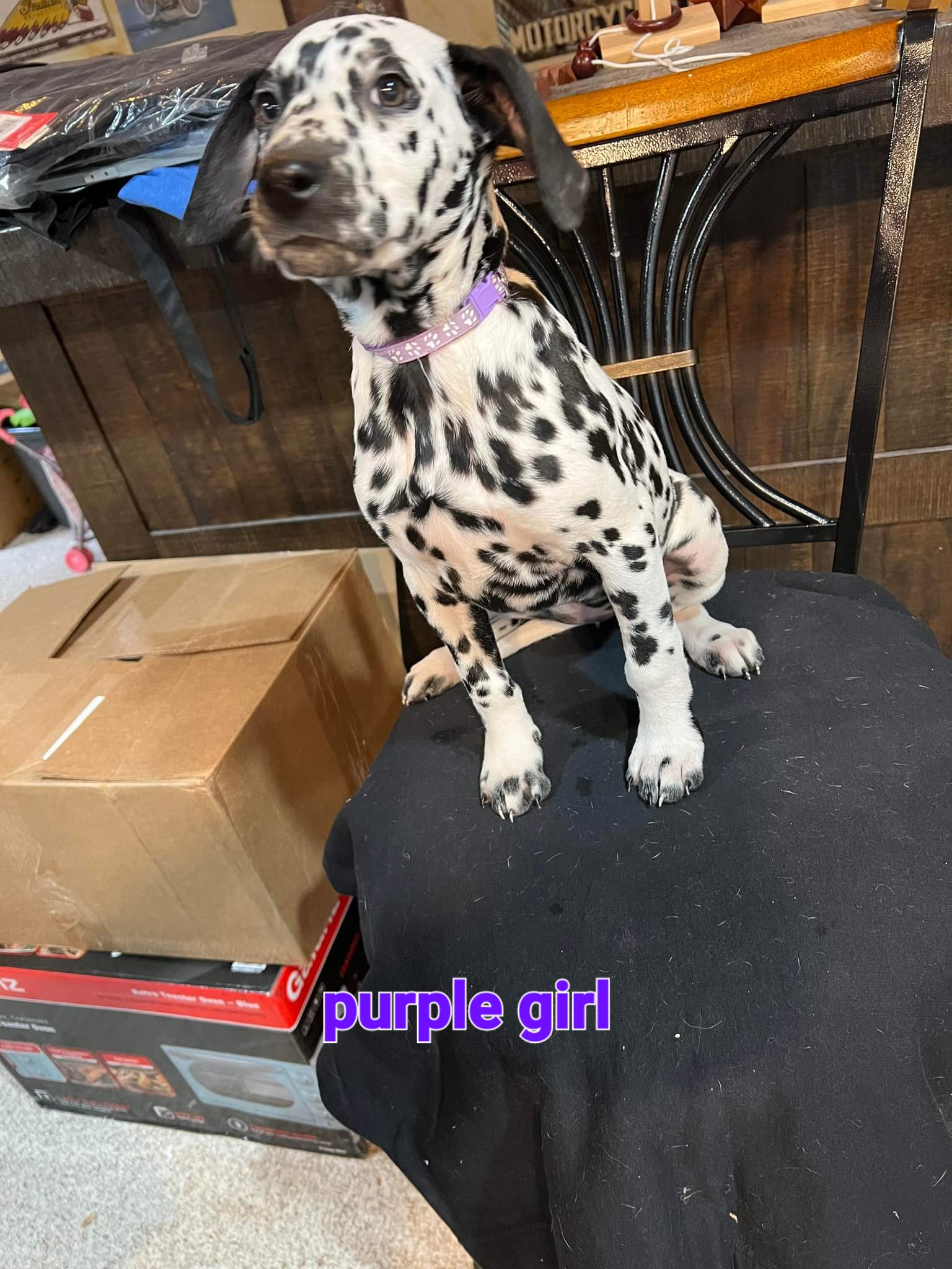 Lt. Purple girl - Dalmatian puppy in Sturgis, South Dakota from Anthony's Dalmatians