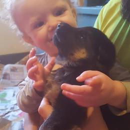 German Shepherd Puppies from Badenheath German Shepherds