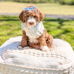 Rinse - Red  female Goldendoodle puppy in Whitesburg, Georgia from Asbury & Co Farms