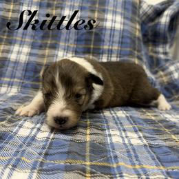 Skittles - Sable and white female Shetland Sheepdog puppy in Wolcott, Indiana from Southside Shelties