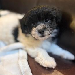 Oreo - Black and silver brindle male Havapoo puppy in Lancaster, South Carolina from 3 Bs Havanese-PUPPIES with  PURPOSE