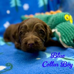 Woody - Chocolate male Australian Labradoodle puppy in Rhode Island from Highland Beach Labradoodles