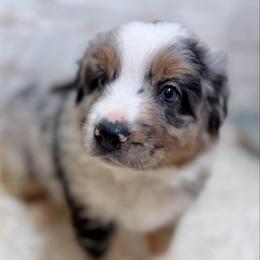 Valor - Blue Collar - Blue merle male Australian Shepherd puppy in San Marcos, California from Faith Family Freedom Farm