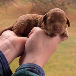 Girl 2 - Red female Cavapoo puppy in Coshocton, Ohio from Forever Family Puppies