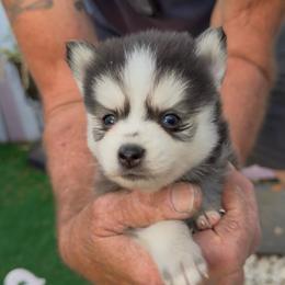 Jules - Silver and white female Pomsky puppy in Spring Hill, Florida from PDQ Pomskies