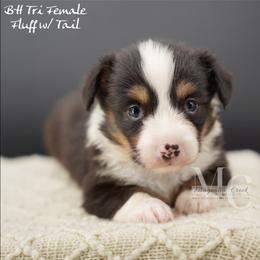Silk (Fluff w Tail) - Black and tan female American Corgi puppy in Straughn, Alabama from Magnolia Creek Corgis