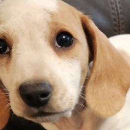 Dachshunds from Jennifer's Dachshunds